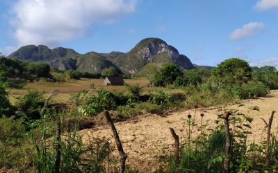 vinales